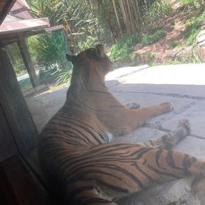 Meet your Posher, Tomas